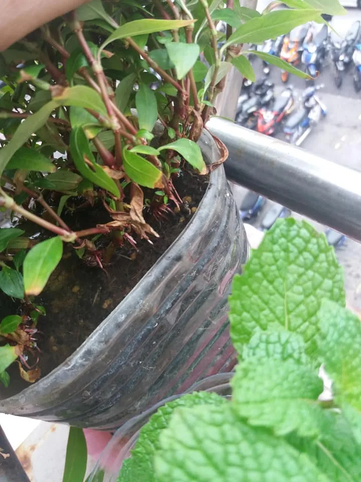 Petua Pokok Kesum Cepat Berakar, Daun Cantik Merimbun, Kena Siram Dengan Air Ini 