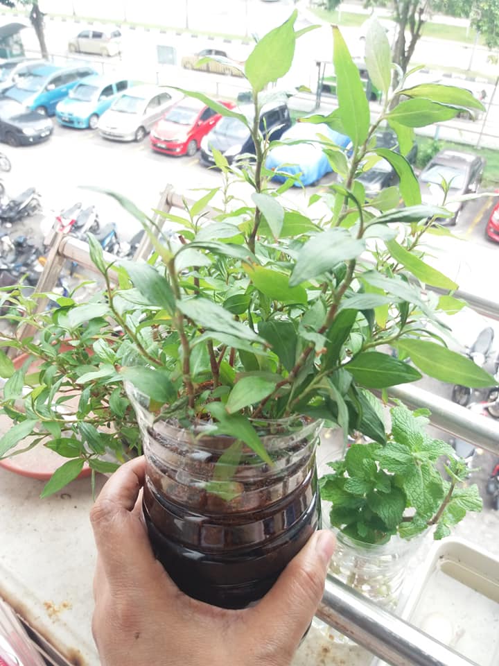 Petua Pokok Kesum Cepat Berakar, Daun Cantik Merimbun, Kena Siram Dengan Air Ini 