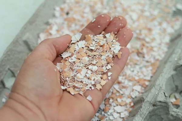 Tip Pokok Ros Galak Berbunga, Ini Resipi Baja Guna Bahan Dapur 9 Tip Pokok Ros Galak Berbunga, Ini Resipi Baja Guna Bahan Dapur