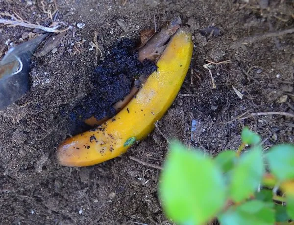 Tip Pokok Ros Galak Berbunga, Ini Resipi Baja Guna Bahan Dapur 8 Tip Pokok Ros Galak Berbunga, Ini Resipi Baja Guna Bahan Dapur