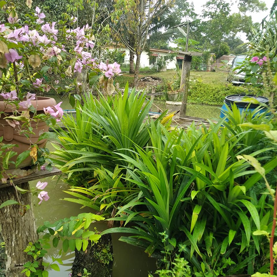 Tanaman Wajib Ada Di Rumah Orang Malaysia