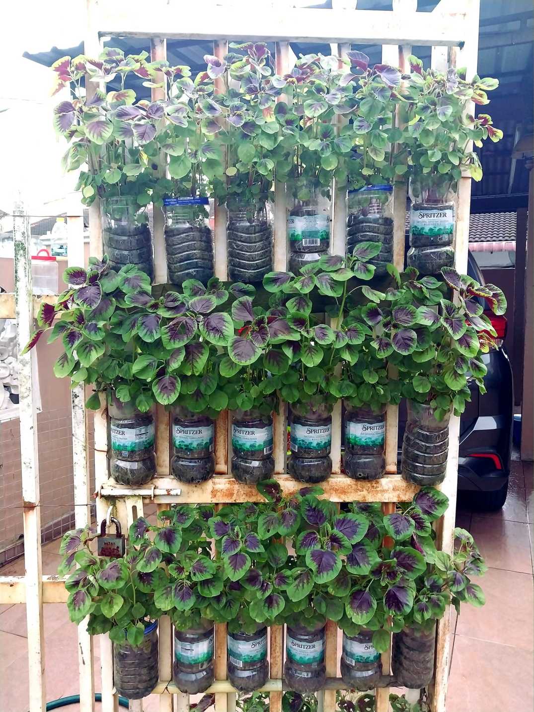 Tanaman Wajib Ada Di Rumah Orang Malaysia