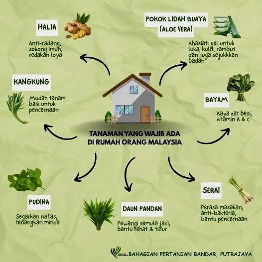 Tanaman Wajib Ada Di Rumah Orang Malaysia