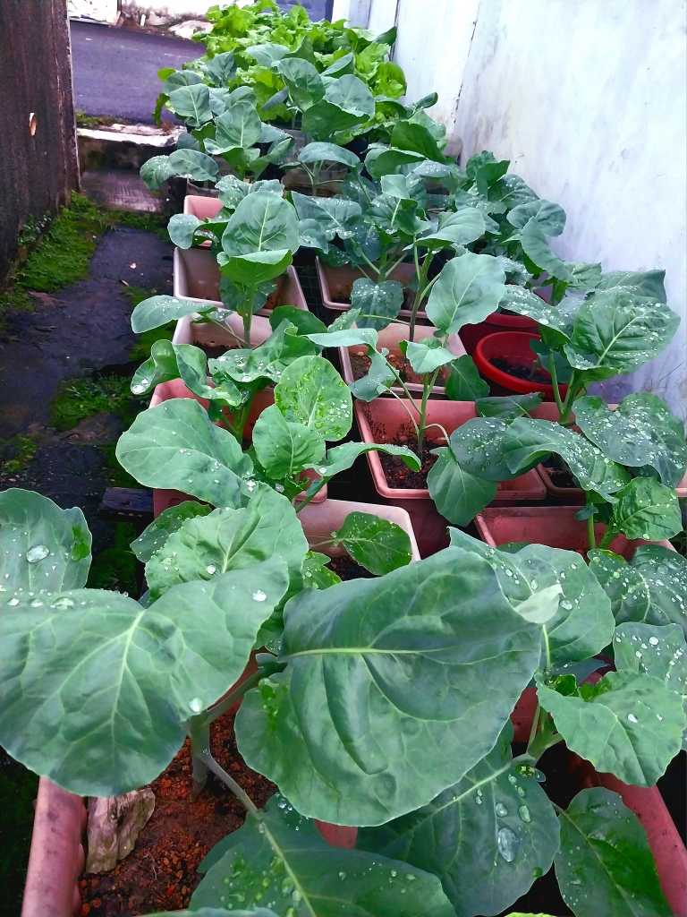 Kebun Tepi Rumah: Tanam Sendiri, Makan Sendiri, Dapat Beri Pada Jiran