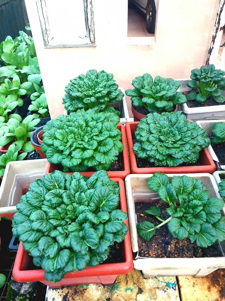 Kebun Tepi Rumah: Tanam Sendiri, Makan Sendiri, Dapat Beri Pada Jiran