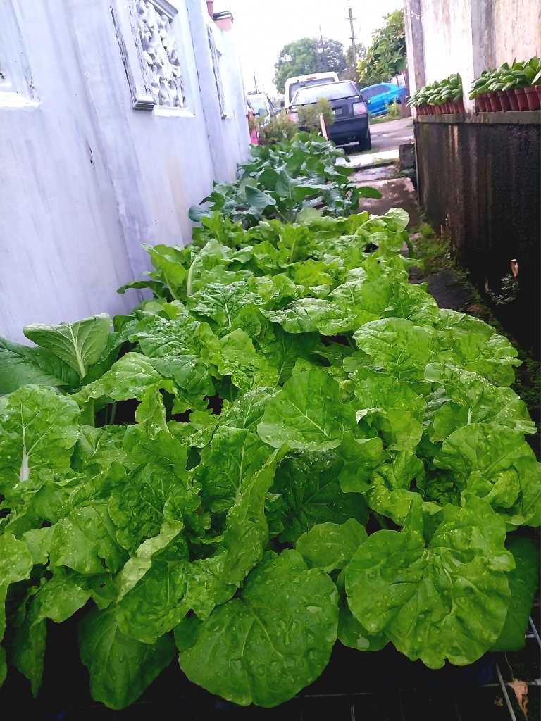 Kebun Tepi Rumah: Tanam Sendiri, Makan Sendiri, Dapat Beri Pada Jiran
