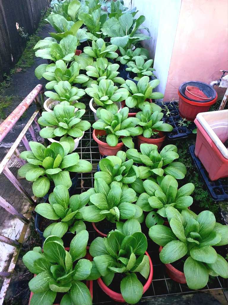 Kebun Tepi Rumah: Tanam Sendiri, Makan Sendiri, Dapat Beri Pada Jiran