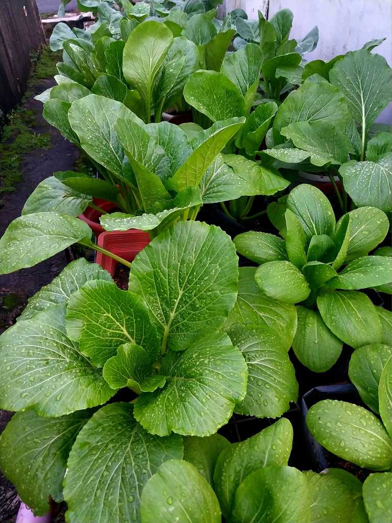 Kebun Tepi Rumah: Tanam Sendiri, Makan Sendiri, Dapat Beri Pada Jiran