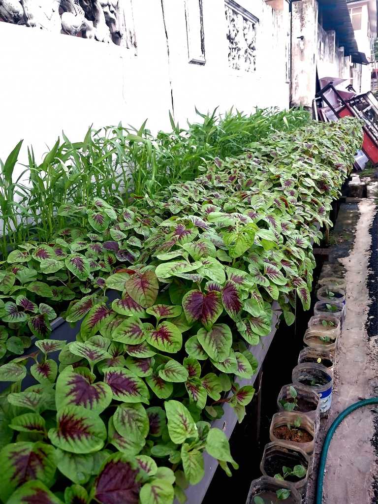 Kebun Tepi Rumah: Tanam Sendiri, Makan Sendiri, Dapat Beri Pada Jiran