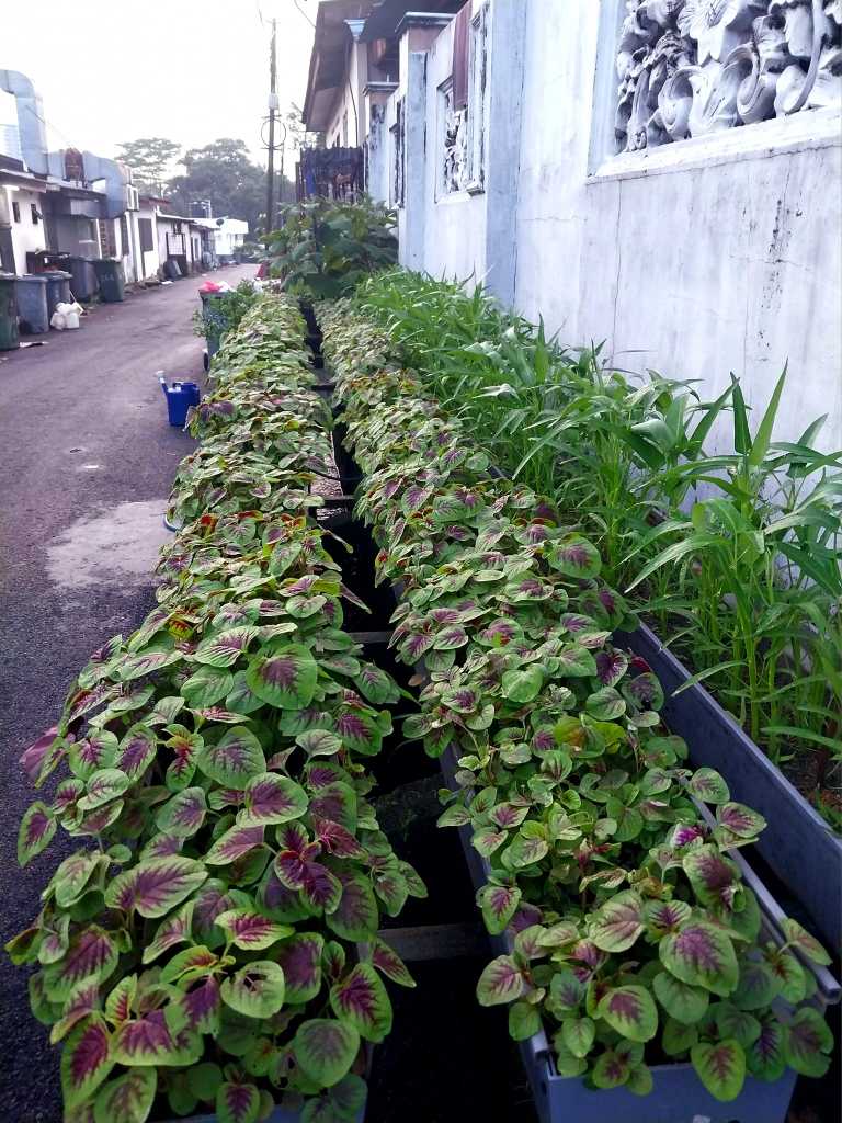 Kebun Tepi Rumah: Tanam Sendiri, Makan Sendiri, Dapat Beri Pada Jiran