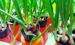 Tanam BAWANG MERAH KECIL Cukuplah Sekadar Timbus Sedikit Je Atas Tanah, Baru Menjadi!