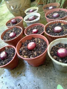 Tanam BAWANG MERAH KECIL Cukuplah Sekadar Timbus Sedikit Je Atas Tanah, Baru Menjadi!