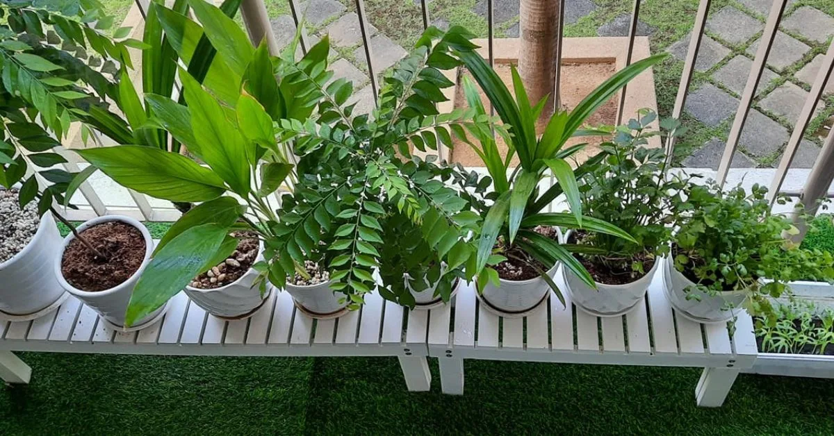 Tanaman Wajib Ada Di Rumah Orang Malaysia