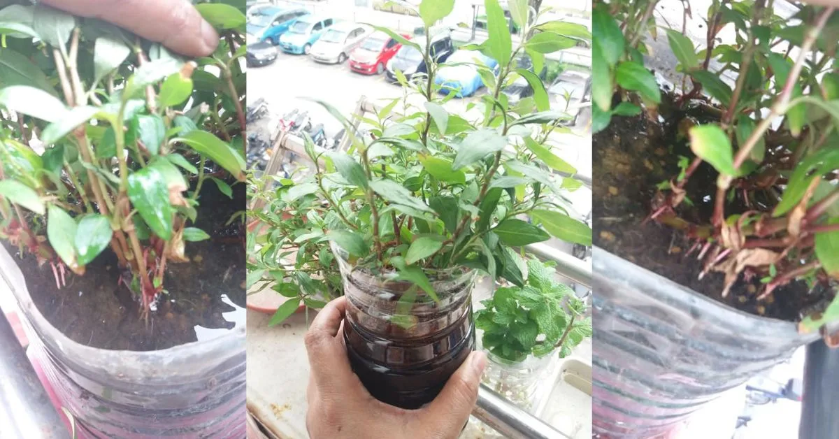 Petua Pokok Kesum Cepat Berakar, Daun Cantik Merimbun, Kena Siram Dengan Air Ini 