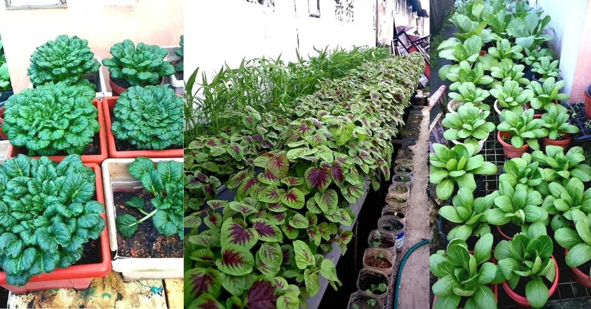 Kebun Tepi Rumah: Tanam Sendiri, Makan Sendiri, Dapat Beri Pada Jiran