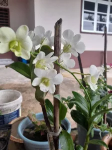 Elak Akar Cepat Busuk & Bunga Mudah Gugur, Begini Cara Penjagaan ORKID Musim Hujan!