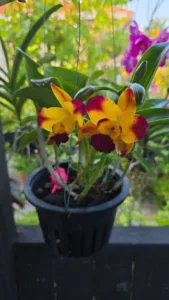 Elak Akar Cepat Busuk & Bunga Mudah Gugur, Begini Cara Penjagaan ORKID Musim Hujan!