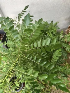 Tip POKOK KARI Daun Cantik Menghijau, Lebat Subur Merimbun Kena CANTAS Selalu!