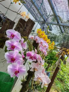 Elak Akar Cepat Busuk & Bunga Mudah Gugur, Begini Cara Penjagaan ORKID Musim Hujan!