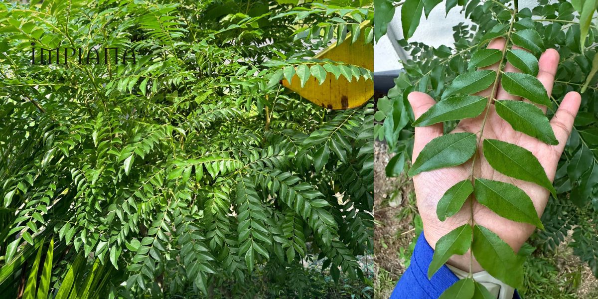 Tip POKOK KARI Daun Cantik Menghijau, Lebat Subur Merimbun Kena CANTAS Selalu!