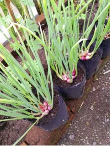 Tanam BAWANG MERAH KECIL Cukuplah Sekadar Timbus Sedikit Je Atas Tanah, Baru Menjadi!