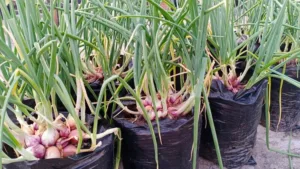 Tanam BAWANG MERAH KECIL Cukuplah Sekadar Timbus Sedikit Je Atas Tanah, Baru Menjadi!