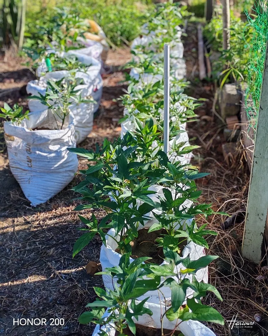 Tanam UBI MANIS Dalam Karung Guna Pasir Sungai, 3 Bulan Tuai Hasil Isi Besar