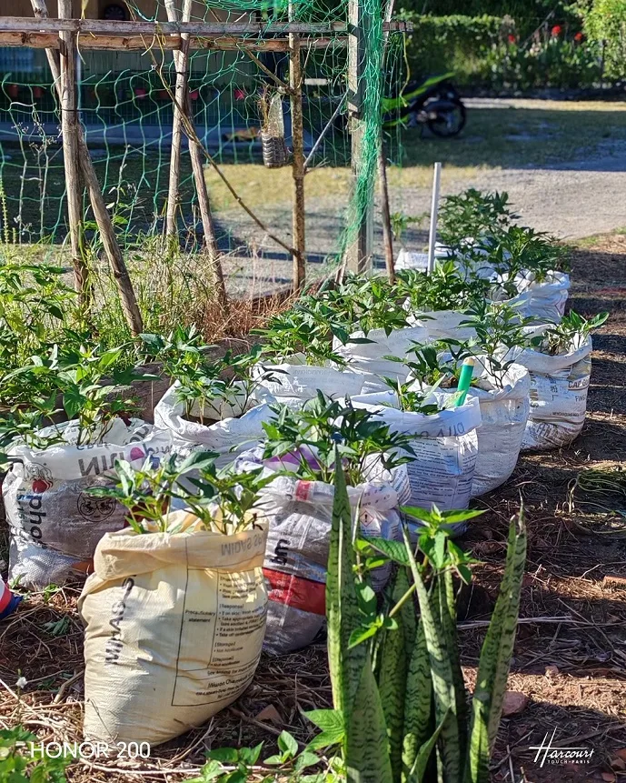 Tanam UBI MANIS Dalam Karung Guna Pasir Sungai, 3 Bulan Tuai Hasil Isi Besar