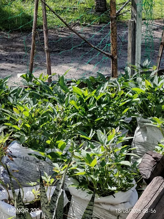 Tanam UBI MANIS Dalam Karung Guna Pasir Sungai, 3 Bulan Tuai Hasil Isi Besar