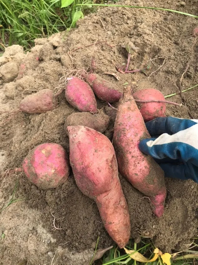 Tanam UBI MANIS Dalam Karung Guna Pasir Sungai, 3 Bulan Tuai Hasil Isi Besar
