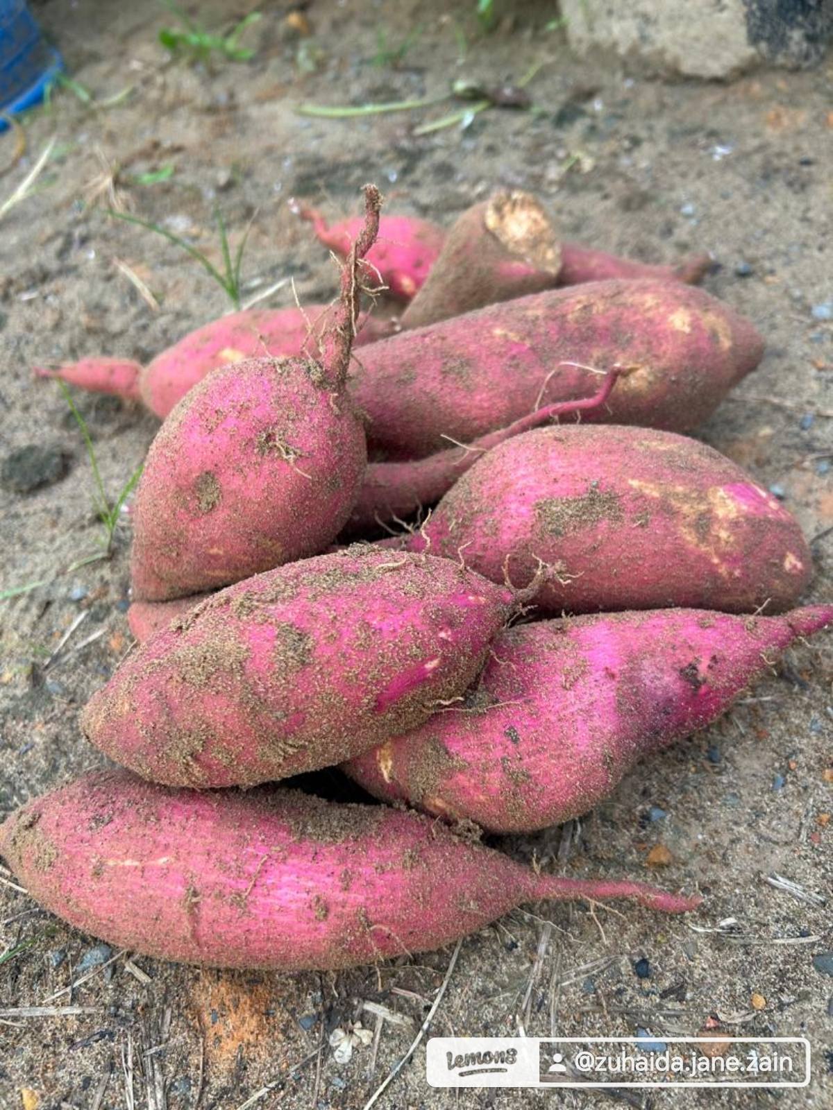 Tanam UBI MANIS Dalam Karung Guna Pasir Sungai, 3 Bulan Tuai Hasil Isi Besar 50 Tanam UBI MANIS Dalam Karung Guna Pasir Sungai, 3 Bulan Tuai Hasil Isi Besar