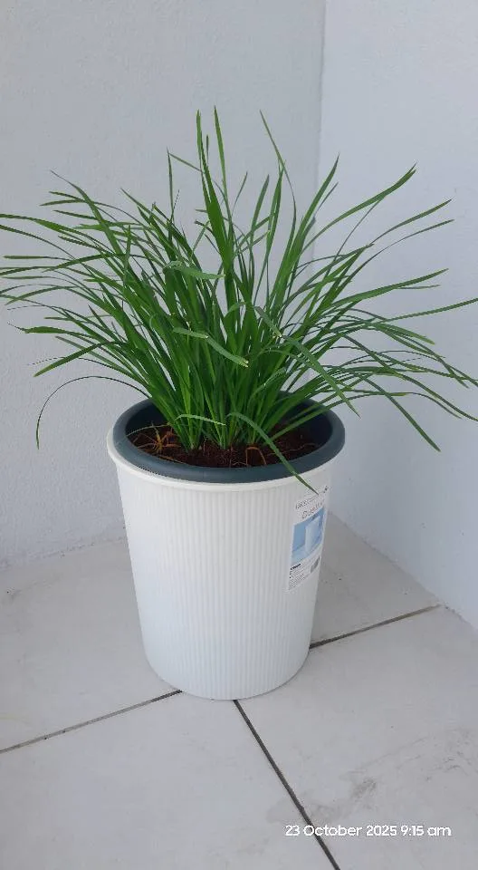 Tanam Sayur Hidroponik Takung: Kaedah Jimat, Sihat & Penuh Kepuasan!