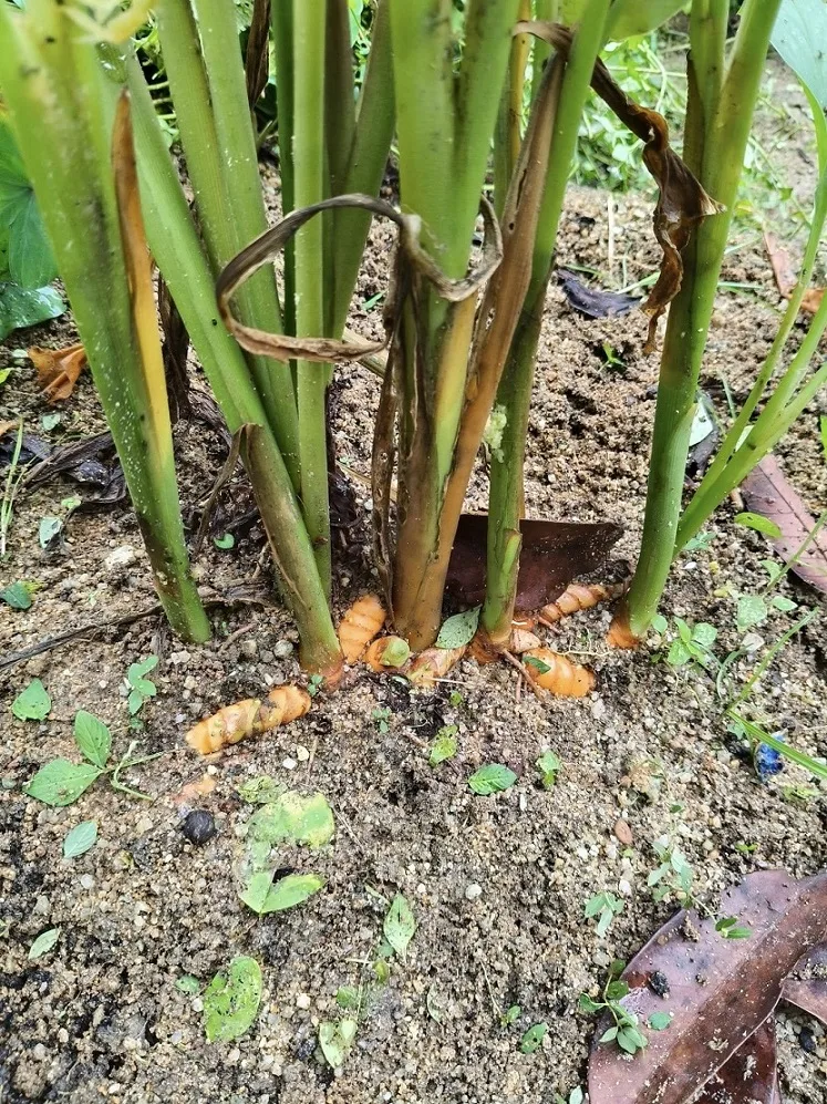 Cara Banyakkan Pokok Kunyit Dengan Mudah, Jimat Masa & Hasil Lebih Banyak!
