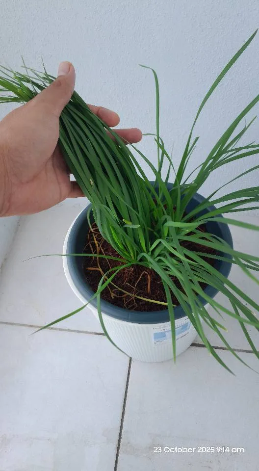 Tanam Sayur Hidroponik Takung: Kaedah Jimat, Sihat & Penuh Kepuasan!