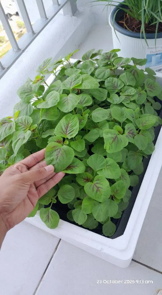 Tanam Sayur Hidroponik Takung: Kaedah Jimat, Sihat & Penuh Kepuasan!