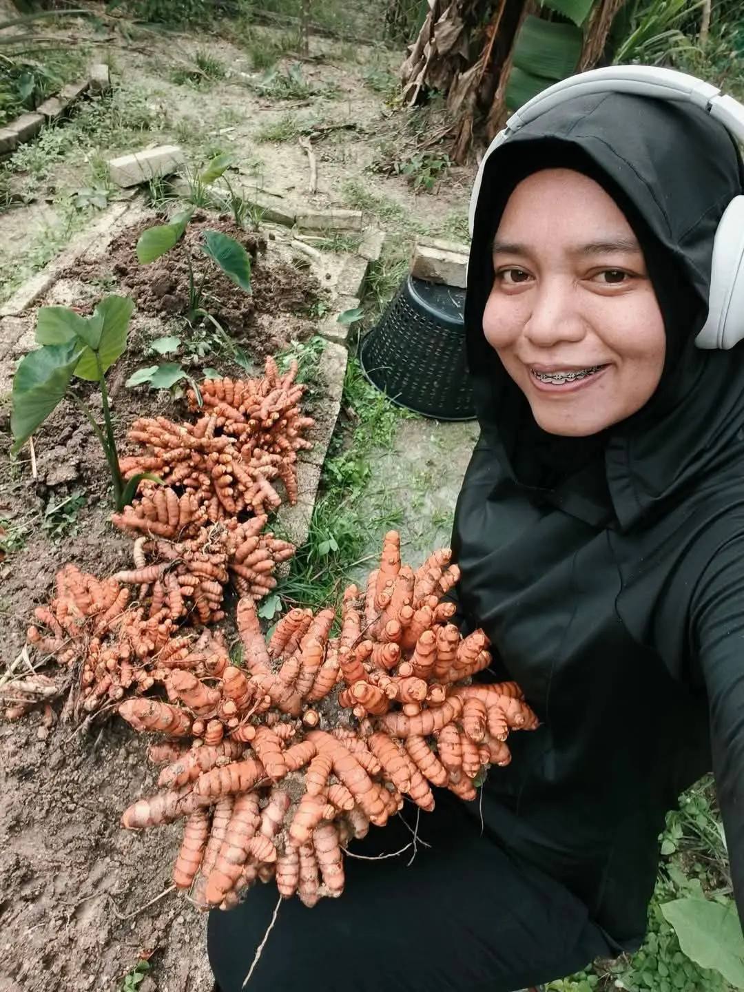 Cara Banyakkan Pokok Kunyit Dengan Mudah, Jimat Masa & Hasil Lebih Banyak!