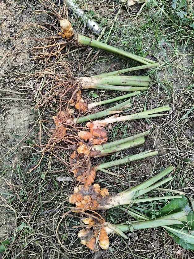 Cara Banyakkan Pokok Kunyit Dengan Mudah, Jimat Masa & Hasil Lebih Banyak!