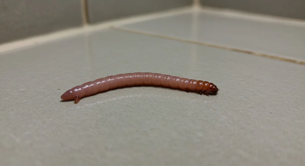 Masalah Cacing Di Bilik Air, Ini Cara Berkesan Yang Boleh Dicuba