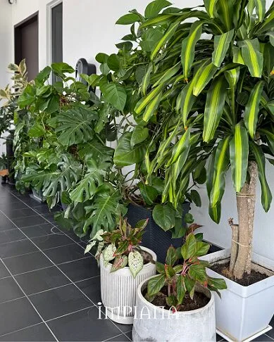 Terapi Laman Inspirasi ‘Contemporary Courtyard’, ‘Morning Energy’ Buat Pemilik!