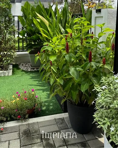 Terapi Laman Inspirasi ‘Contemporary Courtyard’, ‘Morning Energy’ Buat Pemilik!