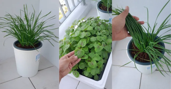 Untitled design (98)