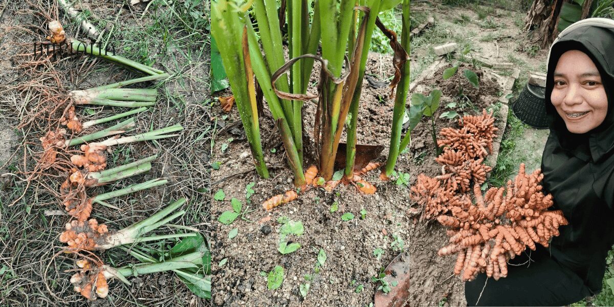 Cara Banyakkan Pokok Kunyit Dengan Mudah, Jimat Masa & Hasil Lebih Banyak!