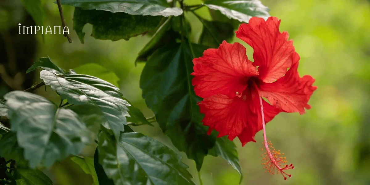 PANDUAN LENGKAP Cara Tanam POKOK BUNGA RAYA Supaya Kekal Subur, Berbunga Lebat & Tahan Lama 29 PANDUAN LENGKAP Cara Tanam POKOK BUNGA RAYA Supaya Kekal Subur, Berbunga Lebat & Tahan Lama