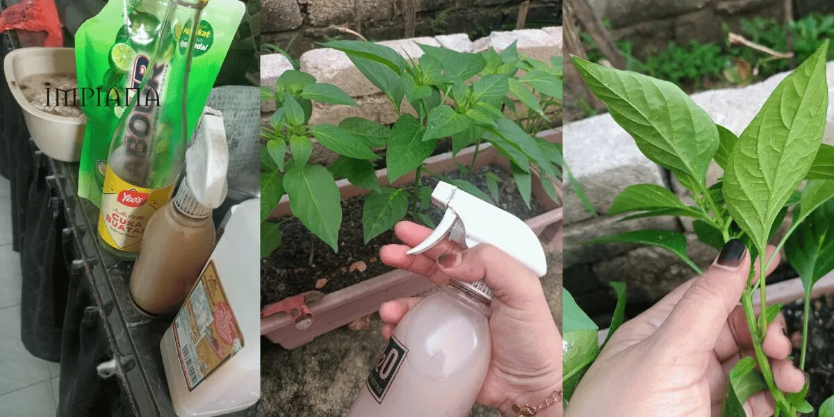 Buat Sendiri Air Semburan Daun Organik Berkesan Halau Bena Putih & Serangga Perosak Tanaman