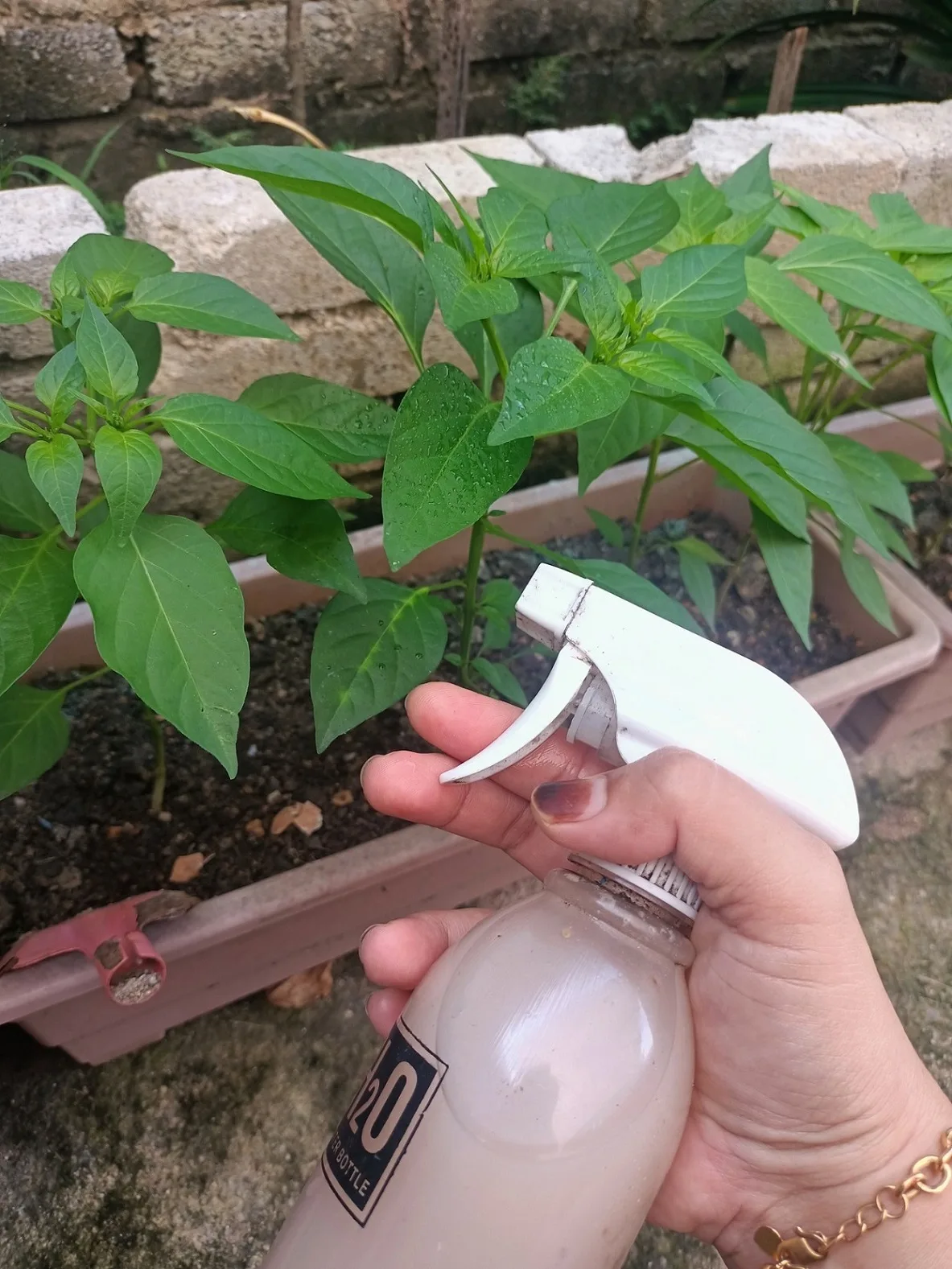 Buat Sendiri Air Semburan Daun Organik Berkesan Halau Bena Putih & Serangga Perosak Tanaman 23 Buat Sendiri Air Semburan Daun Organik Berkesan Halau Bena Putih & Serangga Perosak Tanaman