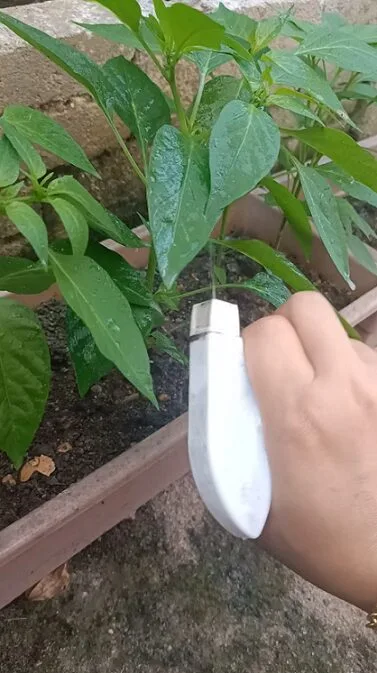 Buat Sendiri Air Semburan Daun Organik Berkesan Halau Bena Putih & Serangga Perosak Tanaman