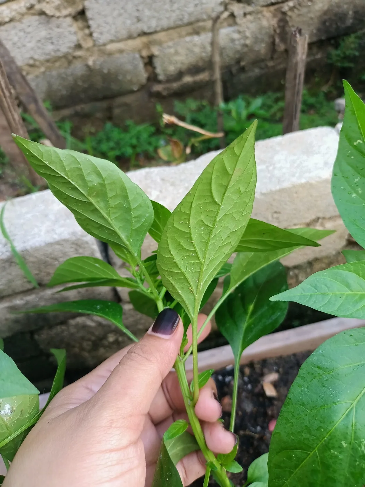 Buat Sendiri Air Semburan Daun Organik Berkesan Halau Bena Putih & Serangga Perosak Tanaman 25 Buat Sendiri Air Semburan Daun Organik Berkesan Halau Bena Putih & Serangga Perosak Tanaman