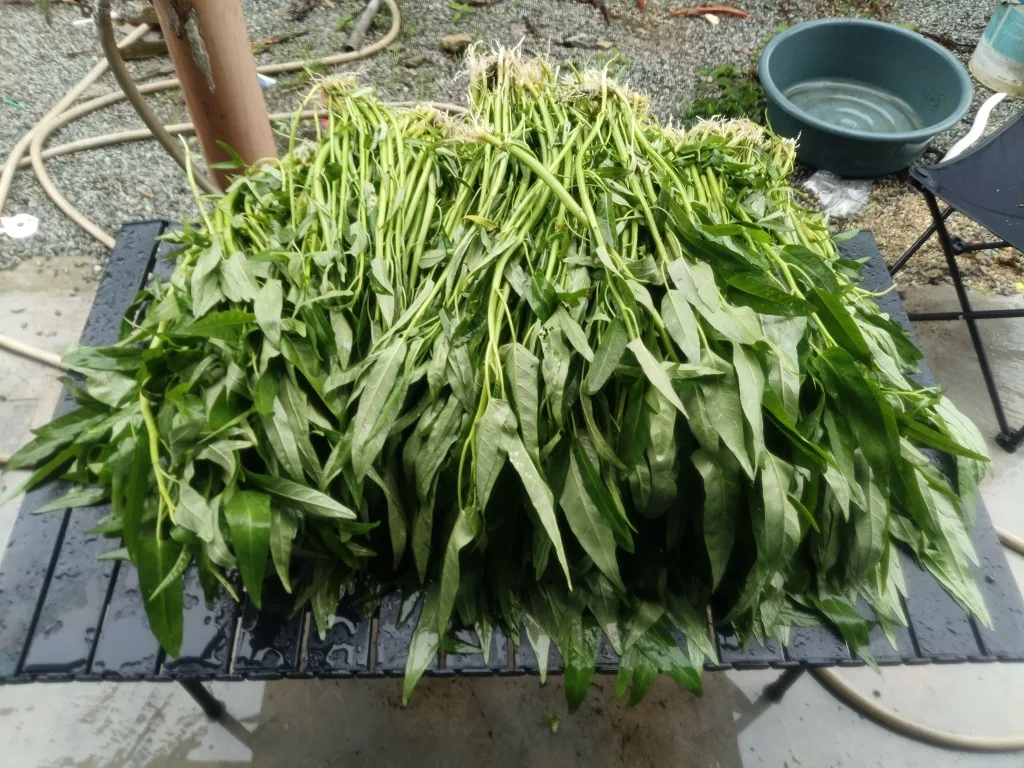 Berbaloi Tanam KANGKUNG Kaedah Separa Hidroponik, Sangkut Dekat Pagar Jimat Ruang!