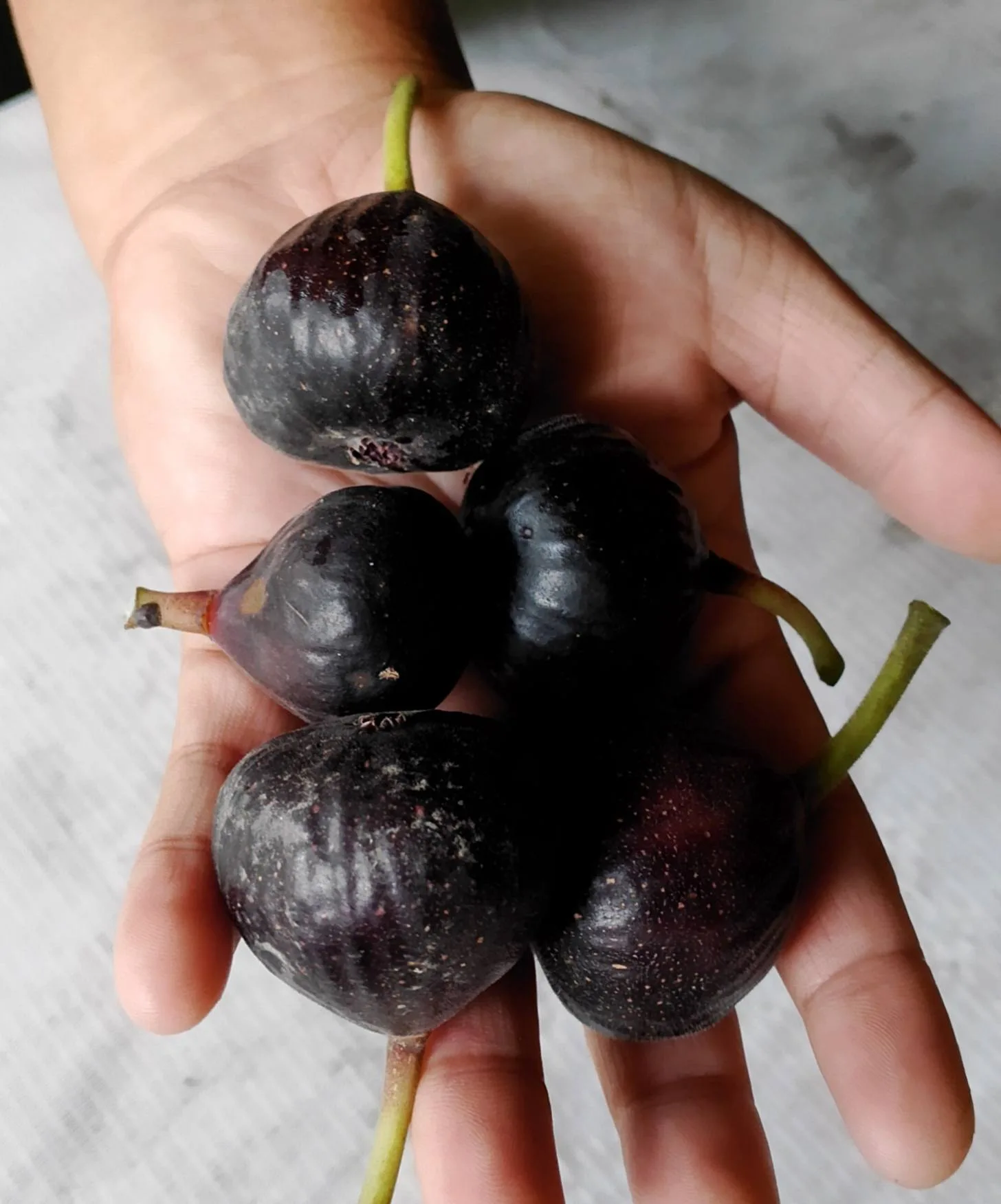 Tahan Lasak & Mudah Jaga, Pokok Tin Iraqi Pilihan Terbaik Untuk Laman Rumah Anda