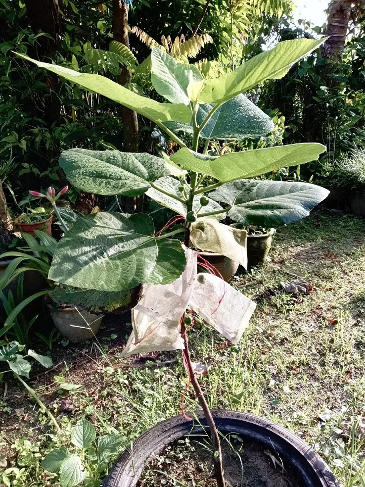 Tahan Lasak & Mudah Jaga, Pokok Tin Iraqi Pilihan Terbaik Untuk Laman Rumah Anda